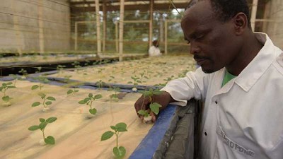Cómo un visionario en Rwanda cultiva papas en el aire 
