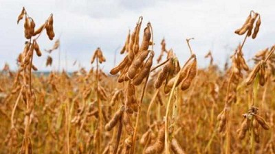 El USDA redujo su proyección en la producción de soja, maíz y trigo en Argentina