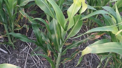 Pautas para la detección y manejo de las enfermedades en sorgo