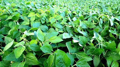 La importancia de las enfermedades en el cultivo de soja