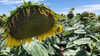 Finaliza la cosecha fina y avanza la recolección de girasol con recortes en su proyección de producción