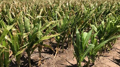 Las lluvias aliviaron a 250.000 ha maiceras comprometidas por la sequía