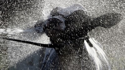 ¿Es la leche la fuente de nutrientes ideal para los terneros de hoy? 