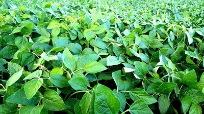 Soja: logró mantenerse en la zona de u$s500 (ingreso de divisas estimado de u$s30.000 millones)