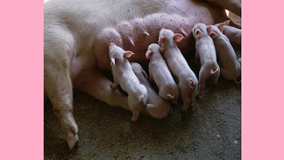 ¿Cómo mejorar el manejo de la nutrición de cerdas lactantes?