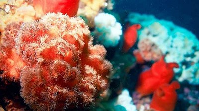 Qué es la plitidepsina, el prometedor antiviral español contra el COVID-19 proveniente del fondo del mar