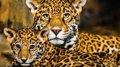 Leonardo DiCaprio destacó la reintroducción del yaguareté a los Esteros del Iberá en Argentina