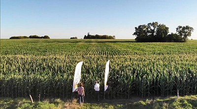 Una receta efectiva contra el Yuyo Colorado