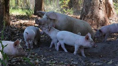 Impulsan producción porcina sana y sostenible