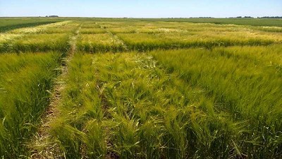 El INTA y Cervecería y Maltería Quilmes impulsan la producción de cebada agroecológica