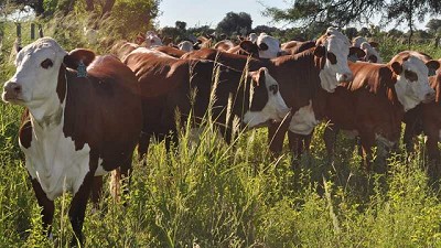 Estudian el efecto de la ganadería integrada al bosque nativo