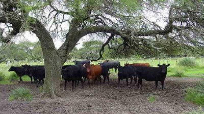 El bienestar animal bajo escrutinio en el comercio internacional de carnes