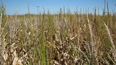 Confirmación de resistencia de Amaranthus palmeri a glufosinato de amonio en USA