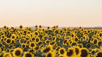 En el NEA, la sequía extrema no detuvo al girasol