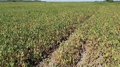 Se agrava la condición de los cultivos tardíos y de segunda en pleno período crítico