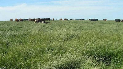 La creciente polémica acerca de la carne vacuna y sus implicancias y desafíos para el Mercosur