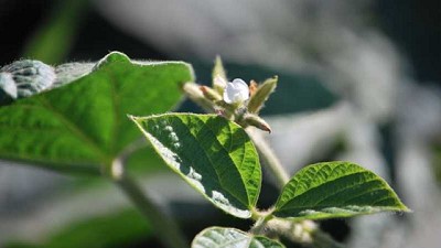 Inscriben cinco variedades de soja con características biológicas especiales