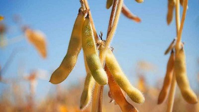 EEUU: Cargill brinda apoyo a productores de soja y maíz para que se reconviertan a producción orgánica