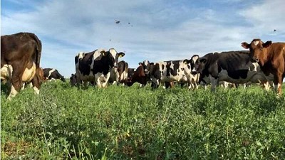 El Inta Lechero puso el foco en una eficiente implantación de las pasturas