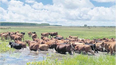 Precio del ganado se estabiliza, pero aún depende del clima