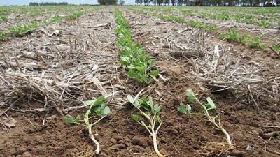 Soluciones vivas para la agricultura