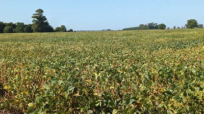 Lluvias frenan el deterioro de los cultivos tardíos y de segunda en pleno llenado de grano