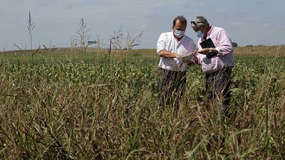 Agricultura lanzó la Estimación de campaña de la cosecha gruesa 2020/21