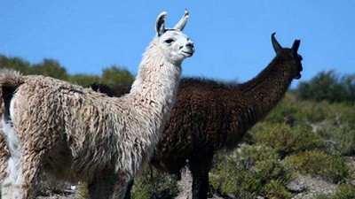 Ganaderos de la Puna jujeña buscan llegar a todo el país