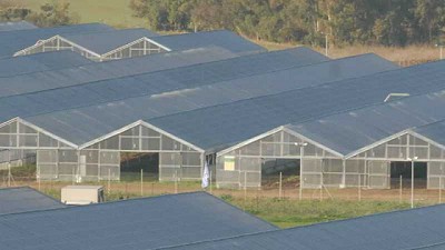 Paneles solares transparentes filtran la luz suficiente para hacer crecer de igual forma los cultivos en invernaderos