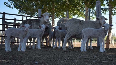 Nacen los primeros corderos patagónicos tras optimizar tecnología in vitro