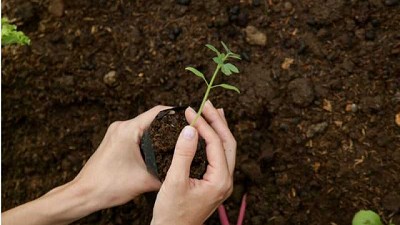 Por qué los Actinomicetos son tus grandes aliados en el suelo 