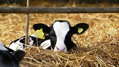 Actualizando los costos de la crianza de terneras