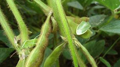 Monitoreo de plagas en el cultivo de soja