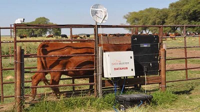 El INTA pone a punto una balanza inteligente para vacas