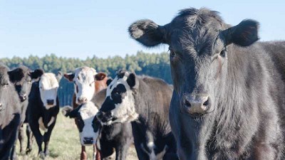 Entre Ríos: la hacienda en pie creció 8,30 % en marzo