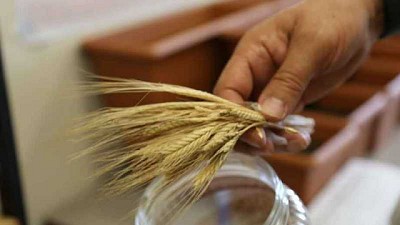 Investigadores recuperan una variedad ancestral de trigo tras su cultivo en laboratorio