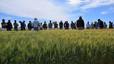 Nidera Semillas lanzó su campaña de trigo 2021