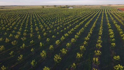 Sudamérica busca consolidarse como un polo de investigación en pecán