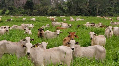 Aseguran que el cambio climático es un problema de combustibles fósiles y no de que haya más o menos animales