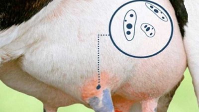 En el combate a la mastitis son los datos los que definen la estrategia