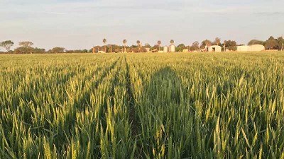 Una dieta con variedad de nutrientes, para que el trigo engorde muchos kilos