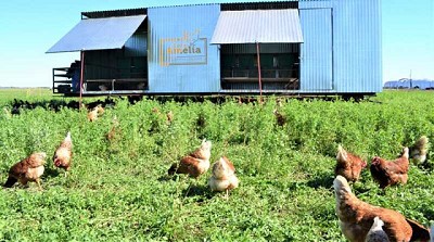 Un emprendimiento único y diferente en 9 de Julio, con gallinas felices y producción de huevos sustentable
