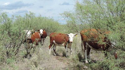 Con buen manejo del rodeo, se pueden reducir un 30 % las emisiones de GEI