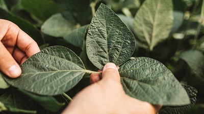 Nidera Semillas ya cuenta con sus variedades de soja Enlist E3®