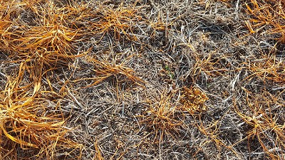 Un golpe químico a tiempo para que la Rama negra no oscurezca la campaña