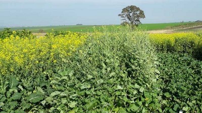 Carinata, un cultivo para diversificar secuencias agrícolas