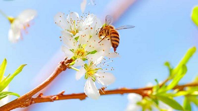 5 maneras sencillas de ayudar a las abejas a alimentar al mundo