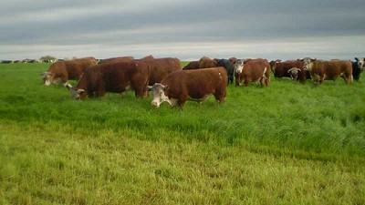 Fertilización: una de las prácticas con mayor incidencia sobre la productividad y calidad de las pasturas