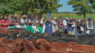 Lo mejor de la genética Angus se mostró en la Prueba Pastoril del Litoral