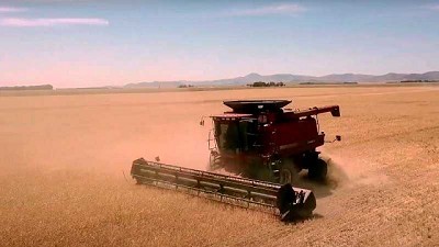 La cebada argentina se posiciona en el mercado mundial